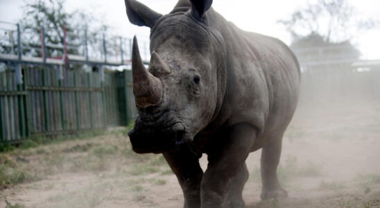 Preventive dehorning of rhinos leads to decline in rhino poaching