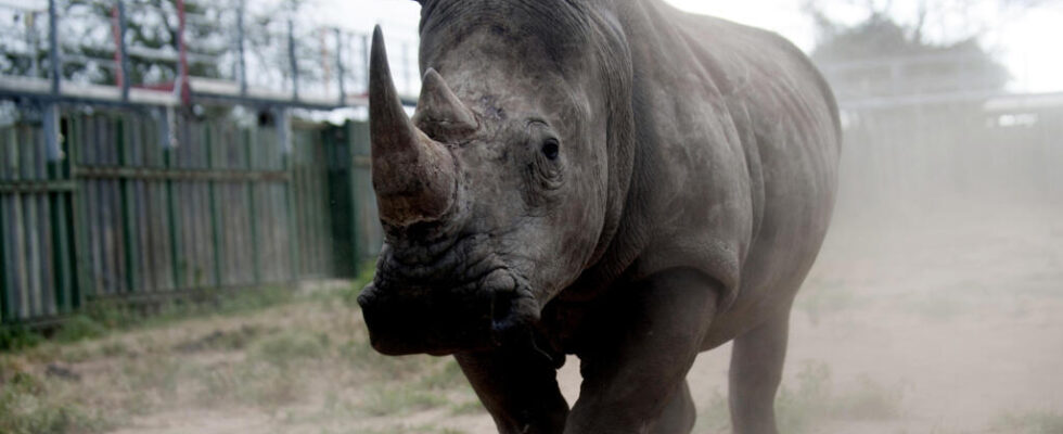 Preventive dehorning of rhinos leads to decline in rhino poaching