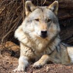 Province wants more resources in the fight against wolves Move