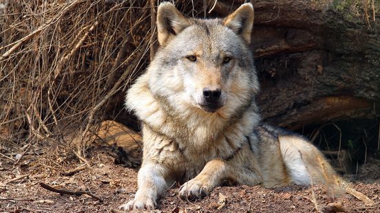 Province wants more resources in the fight against wolves Move