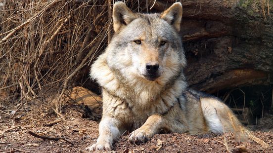 Provincial Executive Sterk pushes through request to cull wolf We