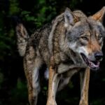 Restaurants want compensation for loss of turnover due to wolf