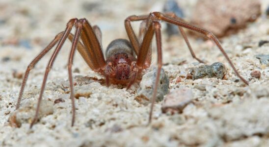 The violin spider is spreading terror in Italy should we