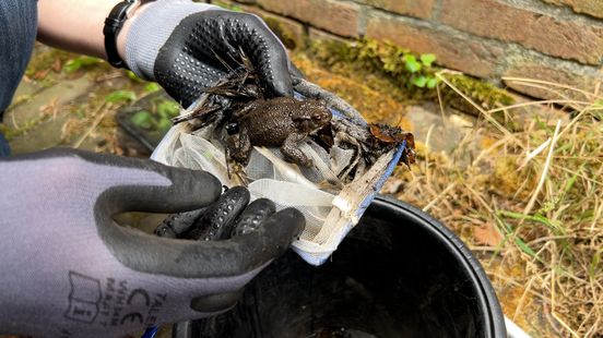 Toads and frogs save themselves from drowning with this staircase