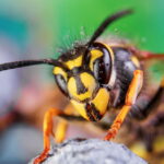 Wasps Hate It This Summer Vegetable Will Save Your Picnics