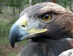 An eagle attacked a toddler in Norway News in