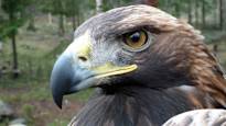 An eagle attacked a toddler in Norway News in