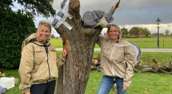 Beekeeper Sonne does everything he can to save bee colony