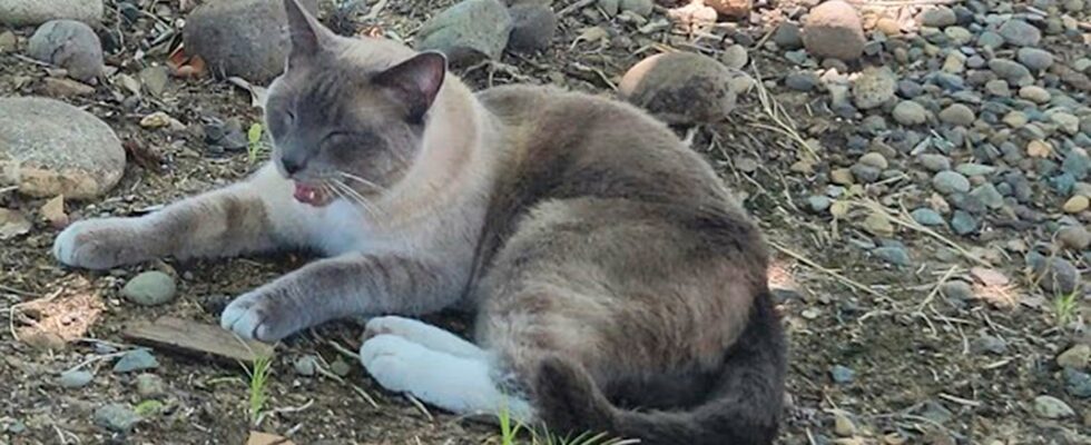 Cat disappeared on a trip turned up 150 miles