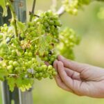 Disappointing harvest for Utrecht wine growers But perhaps better quality