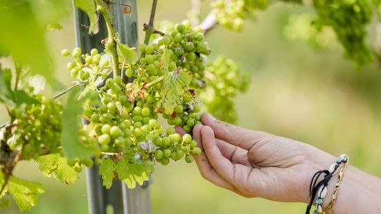 Disappointing harvest for Utrecht wine growers But perhaps better quality