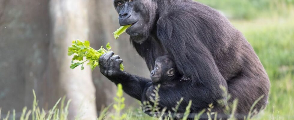 Discovery of new antibiotic molecules thanks to gorillas a revolution