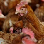 First case of bird flu detected in humans without contact