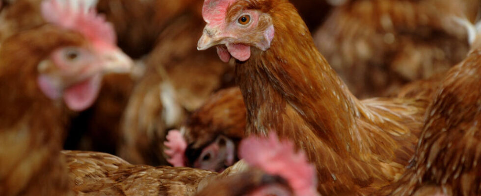 First case of bird flu detected in humans without contact