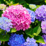 Free gardeners advice to bring faded hydrangeas back to life