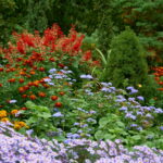 Gardeners recommend planting these flowers now for a colorful garden