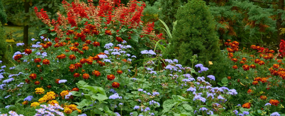 Gardeners recommend planting these flowers now for a colorful garden