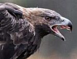 In Norway bald eagles are now attacking people the