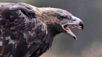 In Norway bald eagles are now attacking people the