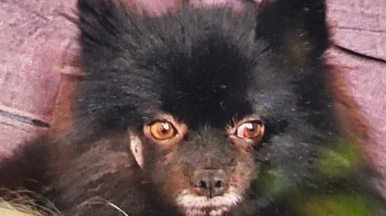 Missing Pomeranian Pino Lured Home With Trail of Meat Broth