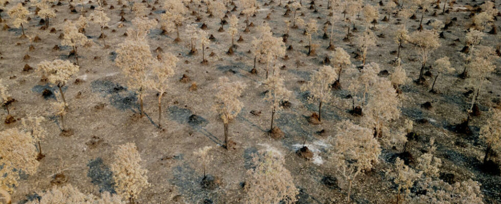 NGO denounces the use of chemical deforestation in the Pantanal