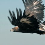 Norwegian eagle attacks baffle – very timid