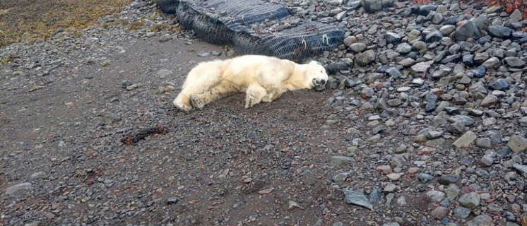 Polar bear shot believed to have floated to Iceland