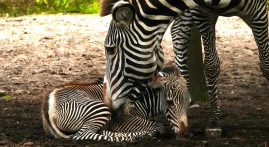 Rare zebra foal in DierenPark Amersfoort Birth went according to