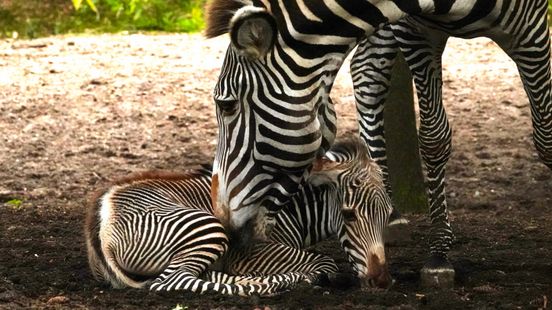 Rare zebra foal in DierenPark Amersfoort Birth went according to