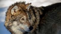 Support from EU member states to facilitate wolf hunting