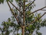 The photographer accidentally took a picture of a bird species