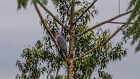 The photographer accidentally took a picture of a bird species