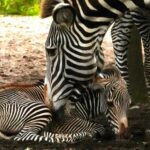 The rare zebra foal is doing well now it just