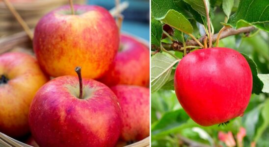 Therefore you should not rinse your apples under the tap