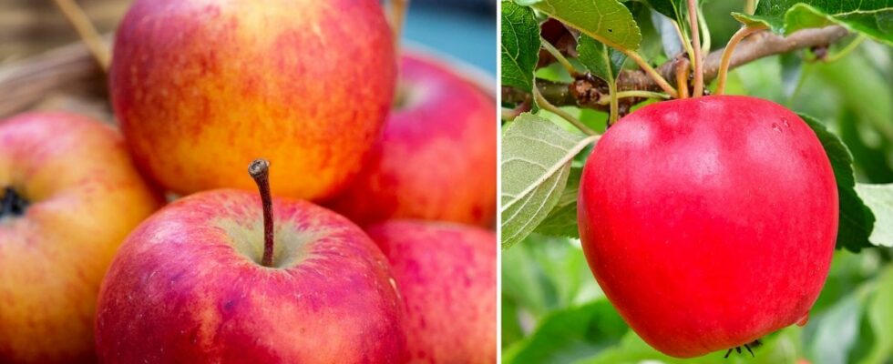 Therefore you should not rinse your apples under the tap