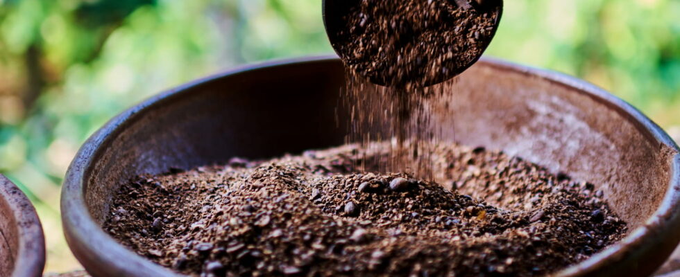 These bird droppings generate one of the most expensive coffees