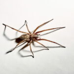 This Simple Trick Will Keep Your Home Spider Free Just