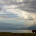 Zimbabwe plans to cull 200 elephants meat to be distributed