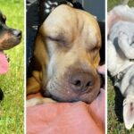 10 dogs that really need a new home right now