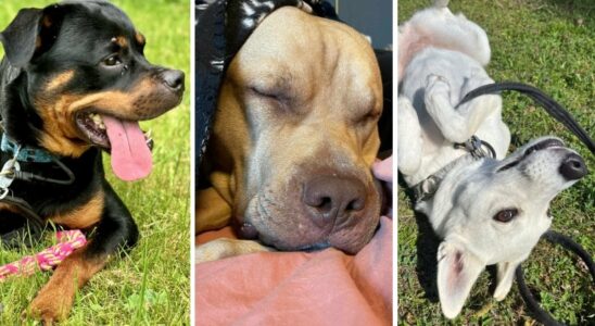 10 dogs that really need a new home right now