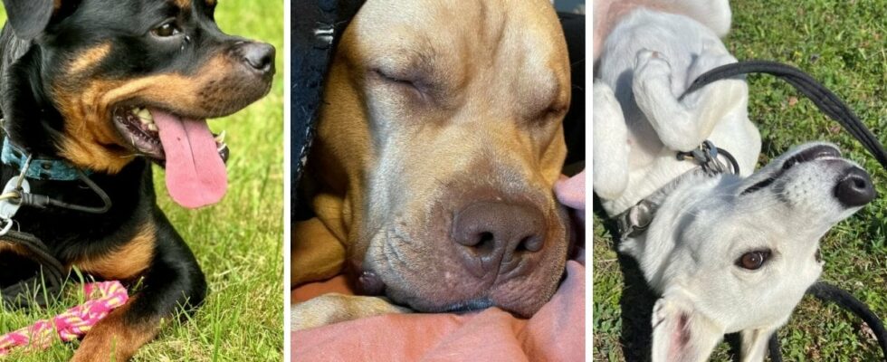 10 dogs that really need a new home right now