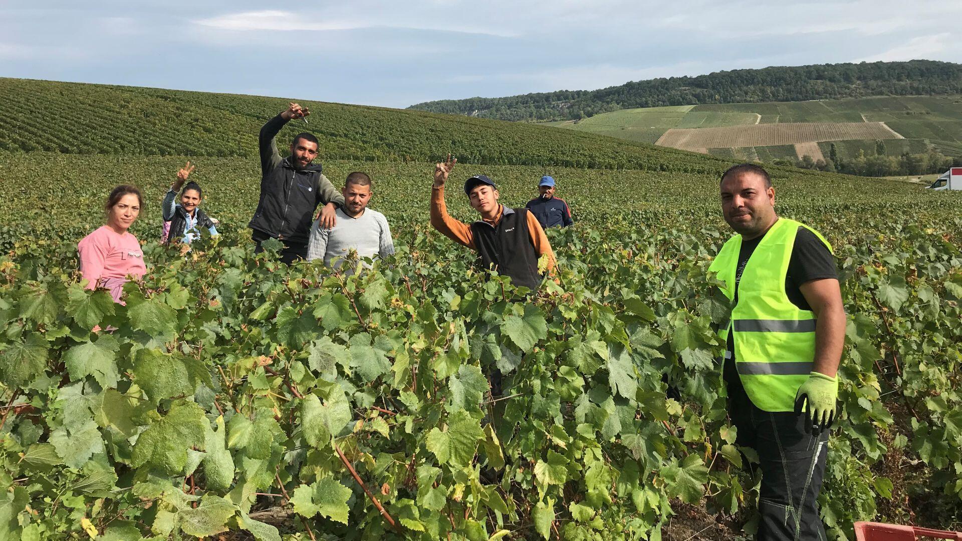 These Bulgarian grape pickers come from the town of Dulovo.