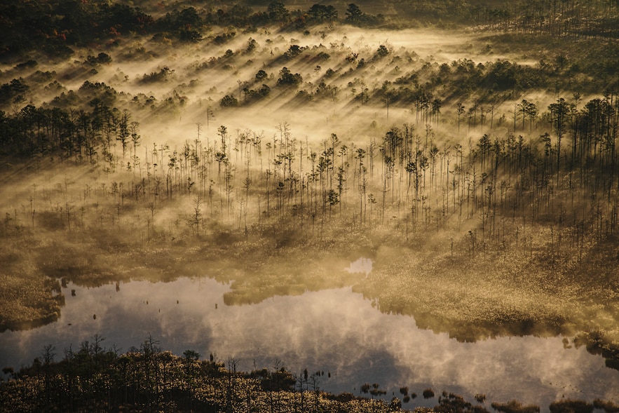 The Blackwater National Wildlife Refuge. 