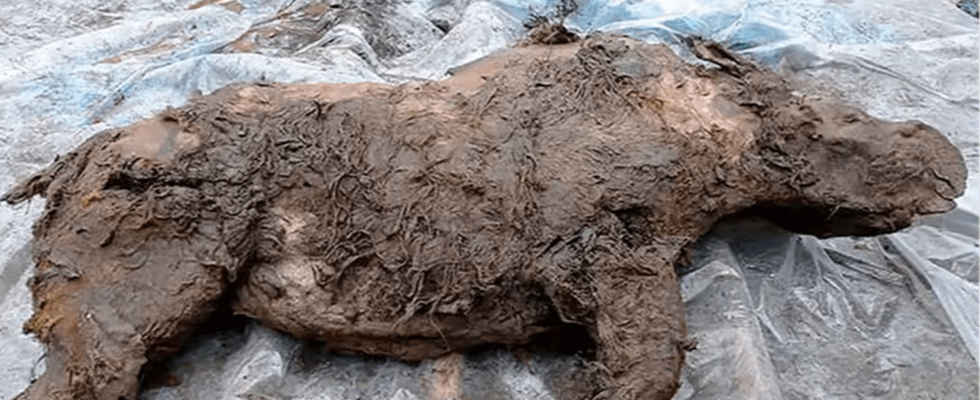 A 32000 year old mummy of an extinct species found intact is