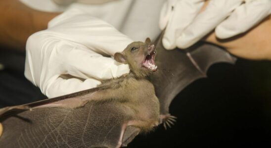 A child dies of rabies because of a bat What