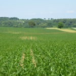 An invasive and very dangerous plant species is spreading rapidly