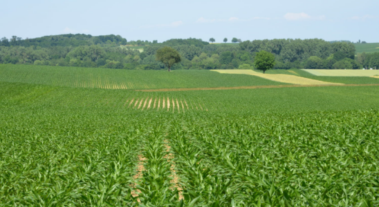 An invasive and very dangerous plant species is spreading rapidly