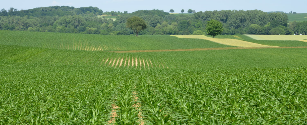 An invasive and very dangerous plant species is spreading rapidly