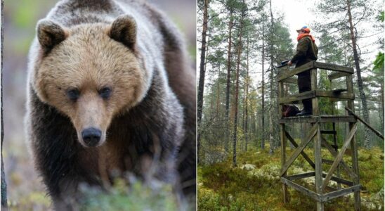 Bjorn has attacked father and son during moose hunting