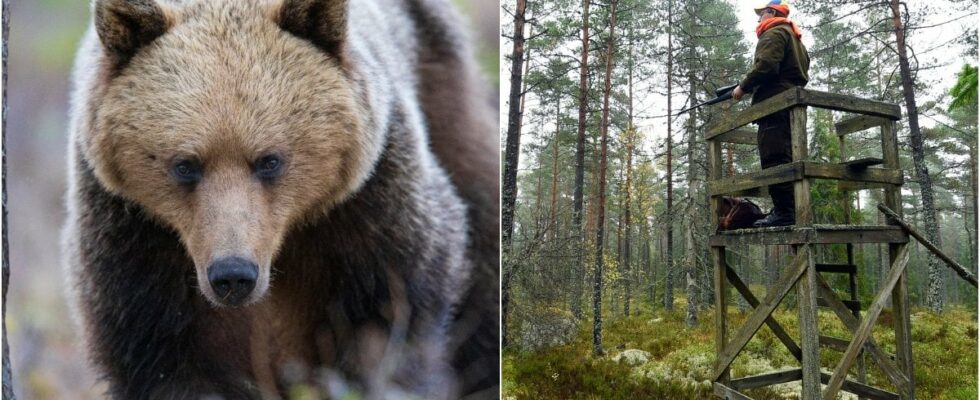 Bjorn has attacked father and son during moose hunting